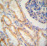 SHISA2 antibody immunohistochemistry of formalin-fixed and paraffin-embedded human kidney tissue followed by peroxidase-conjugated secondary antibody and DAB staining.