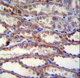 SHISA3 Antibody immunohistochemistry of formalin-fixed and paraffin-embedded human kidney tissue followed by peroxidase-conjugated secondary antibody and DAB staining.