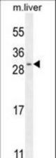 SHISA3 Antibody western blot of mouse liver tissue lysates (35 ug/lane). The SHISA3 antibody detected the SHISA3 protein (arrow).