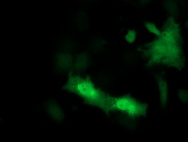 Anti-PSMF1 mouse monoclonal antibody immunofluorescent staining of COS7 cells transiently transfected by pCMV6-ENTRY PSMF1.