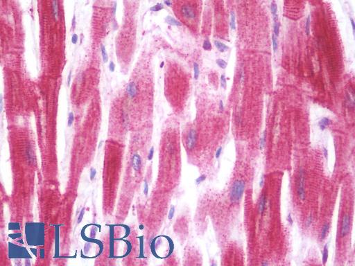 Anti-SHISA3 antibody IHC staining of human heart. Immunohistochemistry of formalin-fixed, paraffin-embedded tissue after heat-induced antigen retrieval. Antibody LS-B10090 concentration 10 ug/ml.