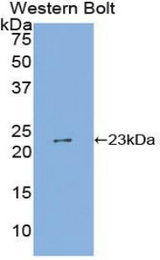 Western blot of recombinant SHISA4.