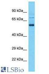 SHISA7 antibody Western Blot of OVCAR-3. Antibody dilution: 1 ug/ml.