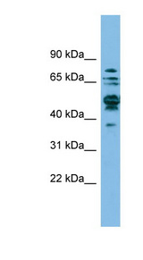 SHMT1 antibody LS-C116361 Western blot of A549 cell lysate.