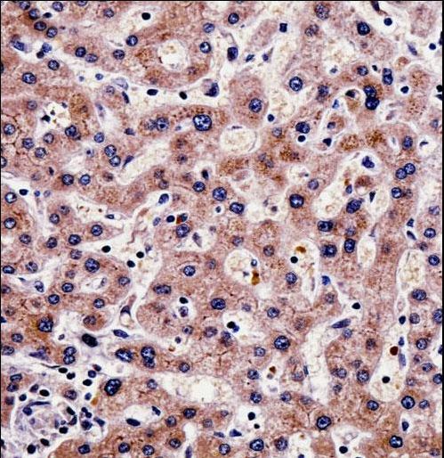 SHMT1 Antibody immunohistochemistry of formalin-fixed and paraffin-embedded human liver tissue followed by peroxidase-conjugated secondary antibody and DAB staining.