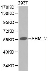 Western blot of SHMT2 pAb in extracts from 293T cells.
