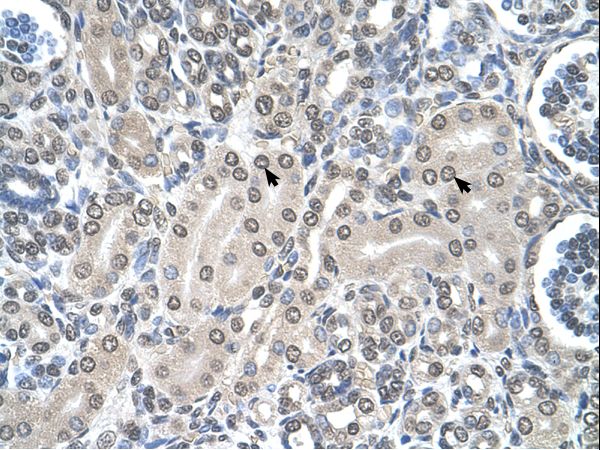 SHMT2 antibody LS-C80837 was used in IHC to stain formalin-fixed, paraffin-embedded human kidney.