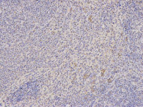 Immunohistochemistry of paraffin-embedded rat spleen using SHMT2 antibody at dilution of 1:200 (200x lens).