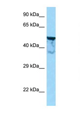 KIAA1598 antibody LS-C146288 Western blot of Mouse Heart lysate. Antibody concentration 1 ug/ml.