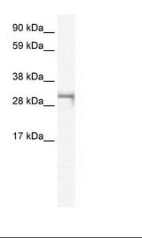 Fetal Muscle Lysate
