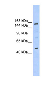 SHPRH antibody LS-C110174 Western blot of HeLa lysate.