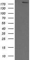 HEK293T cells were transfected with the pCMV6-ENTRY control (Left lane) or pCMV6-ENTRY SHPRH (Right lane) cDNA for 48 hrs and lysed. Equivalent amounts of cell lysates (5 ug per lane) were separated by SDS-PAGE and immunoblotted with anti-SHPRH.