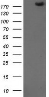 HEK293T cells were transfected with the pCMV6-ENTRY control (Left lane) or pCMV6-ENTRY SHPRH (Right lane) cDNA for 48 hrs and lysed. Equivalent amounts of cell lysates (5 ug per lane) were separated by SDS-PAGE and immunoblotted with anti-SHPRH.