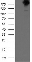 HEK293T cells were transfected with the pCMV6-ENTRY control (Left lane) or pCMV6-ENTRY SHPRH (Right lane) cDNA for 48 hrs and lysed. Equivalent amounts of cell lysates (5 ug per lane) were separated by SDS-PAGE and immunoblotted with anti-SHPRH.