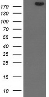 HEK293T cells were transfected with the pCMV6-ENTRY control (Left lane) or pCMV6-ENTRY SHPRH (Right lane) cDNA for 48 hrs and lysed. Equivalent amounts of cell lysates (5 ug per lane) were separated by SDS-PAGE and immunoblotted with anti-SHPRH.
