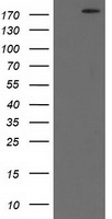 HEK293T cells were transfected with the pCMV6-ENTRY control (Left lane) or pCMV6-ENTRY SHPRH (Right lane) cDNA for 48 hrs and lysed. Equivalent amounts of cell lysates (5 ug per lane) were separated by SDS-PAGE and immunoblotted with anti-SHPRH.