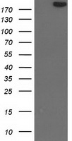 HEK293T cells were transfected with the pCMV6-ENTRY control (Left lane) or pCMV6-ENTRY SHPRH (Right lane) cDNA for 48 hrs and lysed. Equivalent amounts of cell lysates (5 ug per lane) were separated by SDS-PAGE and immunoblotted with anti-SHPRH.