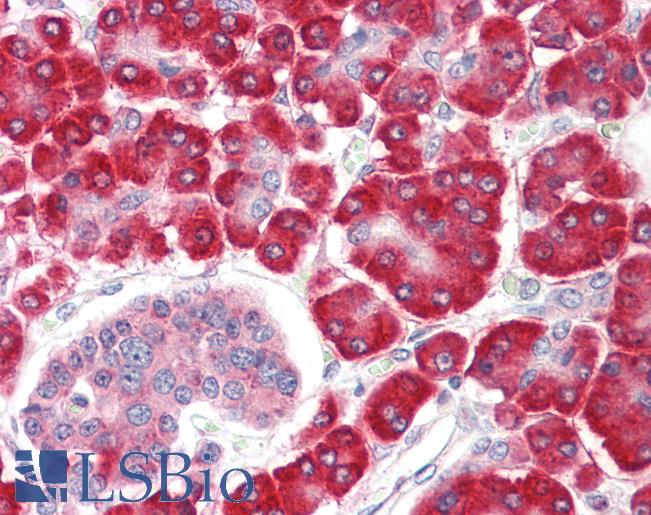 Anti-SHQ1 antibody IHC staining of human pancreas. Immunohistochemistry of formalin-fixed, paraffin-embedded tissue after heat-induced antigen retrieval.