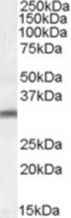 PSMG1 antibody (0.3 ug/ml) staining of Jurkat lysate (35 ug protein/ml in RIPA buffer). Primary incubation was 1 hour. Detected by chemiluminescence.