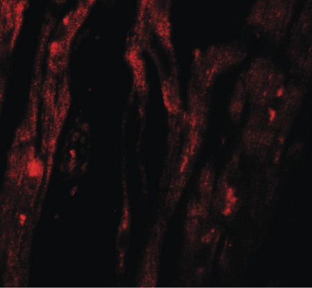 Immunofluorescence of SHQ1 in human heart tissue with SHQ1 antibody at 20 ug/ml.