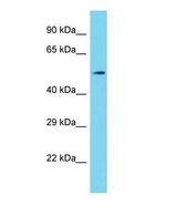 Western blot of Shq1 Antibody - N-terminal region in Mouse Stomach cells lysate.