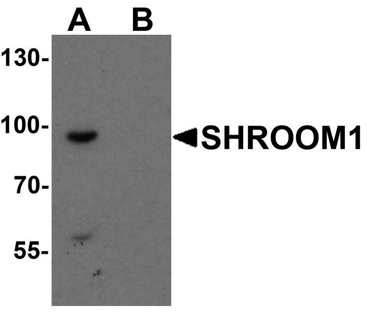 Western blot analysis of SHROOM1 in mouse heart tissue lysate with SHROOM1 antibody at 1 ug/ml in (A) the absence and (B) the presence of blocking peptide.