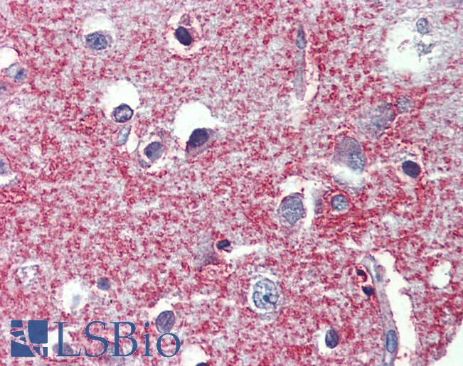 Anti-SHROOM2 antibody IHC of human brain, cortex. Immunohistochemistry of formalin-fixed, paraffin-embedded tissue after heat-induced antigen retrieval. Antibody LS-B4070 concentration 10 ug/ml.