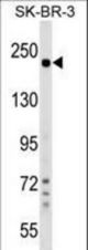 SHROOM2 Antibody western blot of SK-BR-3 cell line lysates (35 ug/lane). The SHROOM2 antibody detected the SHROOM2 protein (arrow).