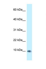 PSMG3 / C7orf48 antibody LS-C145554 Western blot of HT1080 Cell lysate. Antibody concentration 1 ug/ml.