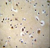 SIAH2 Antibody immunohistochemistry of formalin-fixed and paraffin-embedded human brain tissue followed by peroxidase-conjugated secondary antibody and DAB staining.