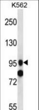 SIDT1 Antibody western blot of K562 cell line lysates (35 ug/lane). The SIDT1 antibody detected the SIDT1 protein (arrow).