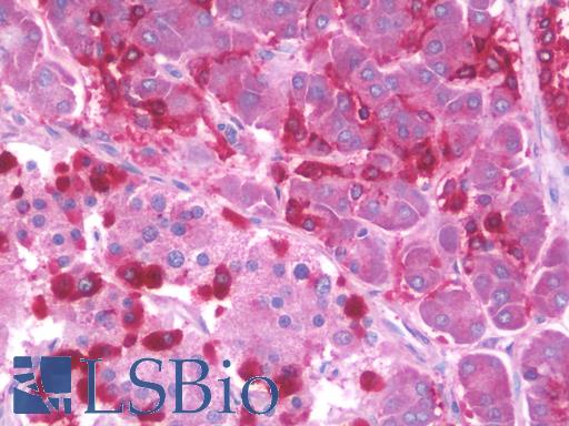 Anti-SIDT2 antibody IHC staining of human pancreas. Immunohistochemistry of formalin-fixed, paraffin-embedded tissue after heat-induced antigen retrieval. Antibody LS-B10067 concentration 10 ug/ml.