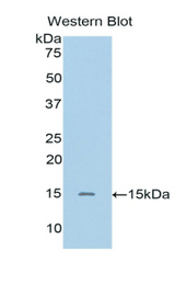 Western blot of recombinant SIGIRR.