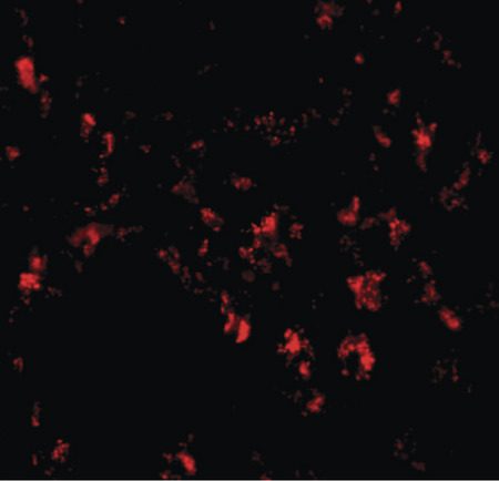 Immunofluorescence of SIGLEC11 in human liver tissue with SIGLEC11 antibody at 20 ug/ml.