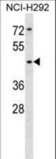 SIGLEC14 Antibody western blot of NCI-H292 cell line lysates (35 ug/lane). The SIGLEC14 antibody detected the SIGLEC14 protein (arrow).