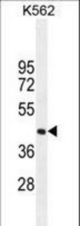 SIGLEC15 Antibody western blot of K562 cell line lysates (35 ug/lane). The SIGLEC15 antibody detected the SIGLEC15 protein (arrow).