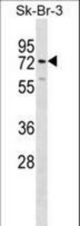 SIGLEC5 Antibody western blot of SK-BR-3 cell line lysates (35 ug/lane). The SIGLEC5 antibody detected the SIGLEC5 protein (arrow).