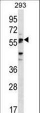 SIGLEC6 Antibody western blot of 293 cell line lysates (35 ug/lane). The SIGLEC6 antibody detected the SIGLEC6 protein (arrow).