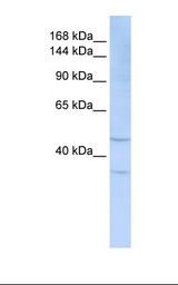 721_B cell lysate. Antibody concentration: 1.0 ug/ml. Gel concentration: 6-18%.