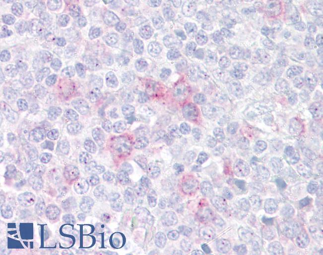 Anti-SIGLEC7 antibody IHC of human tonsil. Immunohistochemistry of formalin-fixed, paraffin-embedded tissue after heat-induced antigen retrieval. Antibody LS-B6906 concentration 10 ug/ml.