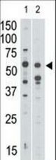 The anti-Siglec7 N-term antibody is used in Western blot to detect Siglec7 in mouse liver tissue lysate (lane 1) and in HL60 cell lysate (lane 2).