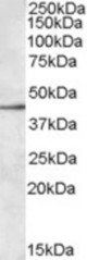 Antibody (0.3 ug/ml) staining of MOLT4 lysate (35 ug protein in RIPA buffer). Primary incubation was 1 hour. Detected by chemiluminescence