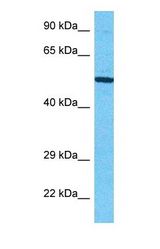 Western blot of SIGL8 Antibody with human HepG2 Whole Cell lysate.
