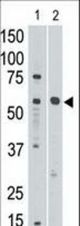 The anti-Siglec8 C-term antibody is used in Western blot to detect Siglec8 in mouse liver tissue lysate (lnae 1) and in HL60 cell lysate (lane 2).