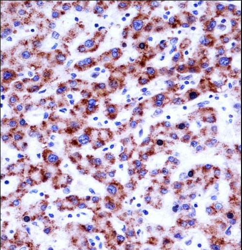 SIGLEC8 Antibody immunohistochemistry of formalin-fixed and paraffin-embedded human liver tissue followed by peroxidase-conjugated secondary antibody and DAB staining.