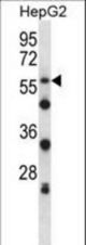 SIGLEC8 Antibody western blot of HepG2 cell line lysates (35 ug/lane). The SIGLEC8 antibody detected the SIGLEC8 protein (arrow).