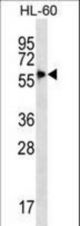 SIGLEC9 Antibody western blot of HL-60 cell line lysates (35 ug/lane). The SIGLEC9 antibody detected the SIGLEC9 protein (arrow).