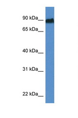 SIK1 / SNF1LK antibody LS-C145212 Western blot of Rat Lung lysate. Antibody concentration 1 ug/ml.