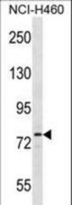 Sik1 Antibody western blot of NCI-H460 cell line lysates (35 ug/lane). The Sik1 antibody detected the Sik1 protein (arrow).