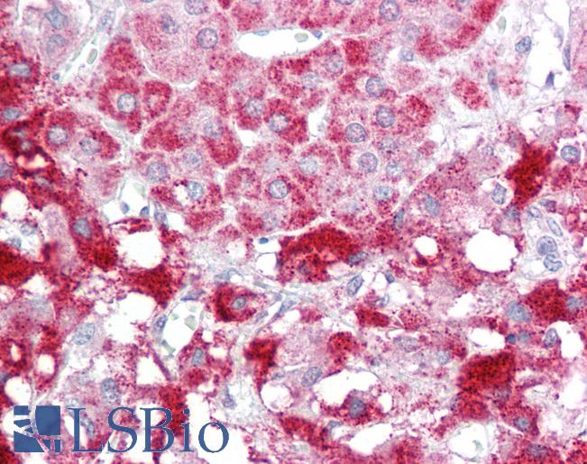 Anti-SIK2 / SNF1LK2 antibody IHC of human adrenal. Immunohistochemistry of formalin-fixed, paraffin-embedded tissue after heat-induced antigen retrieval. Antibody LS-B7103 concentration 5 ug/ml.